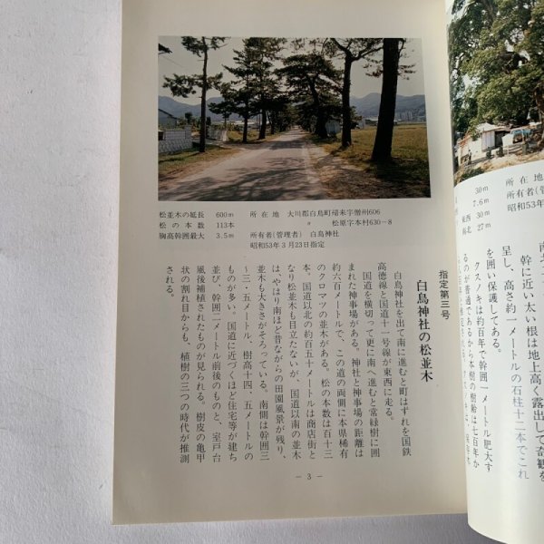 画像6: 香川の保存木 香川県 (6)