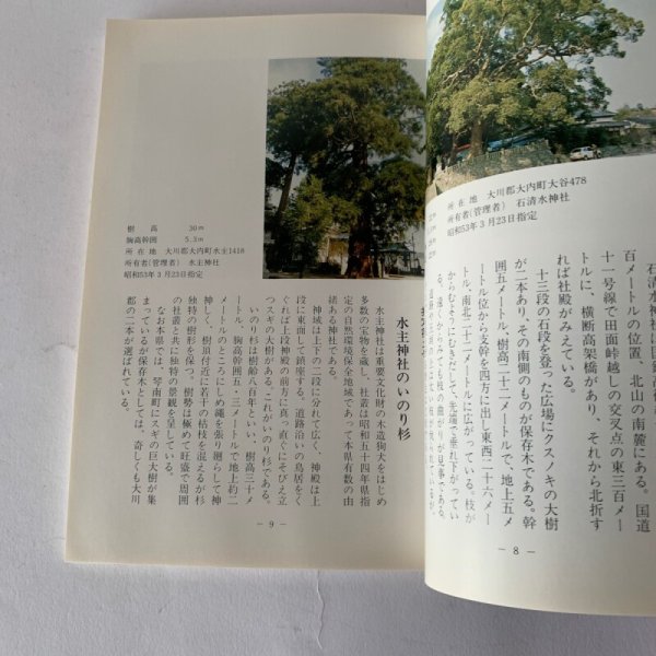 画像7: 香川の保存木 香川県 (7)