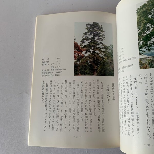 画像8: 香川の保存木 香川県 (8)