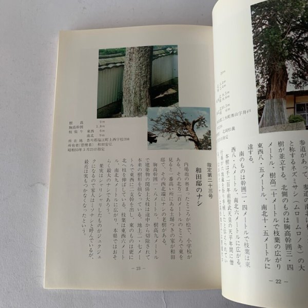 画像9: 香川の保存木 香川県 (9)