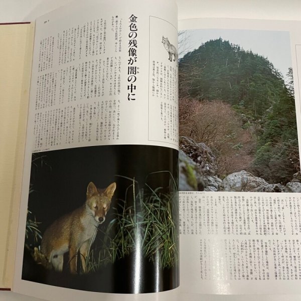 画像5: 土佐の博物誌 1979年 福田義郎  高知新聞社 (5)