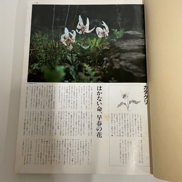 画像8: 土佐の博物誌 1979年 福田義郎  高知新聞社 (8)