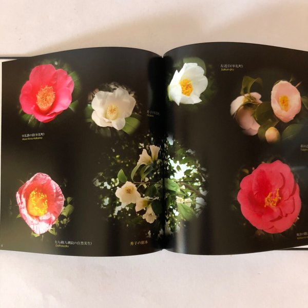 画像5: 香川のつばき 2008年 日本ツバキ協会 香川支部 むれ椿の会 (5)