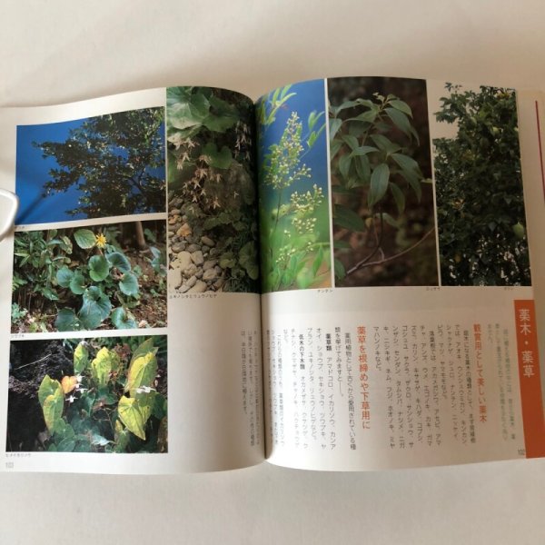 画像6: 庭と木と花と 高知の園芸ガイド カラー版 昭和61年 武井近三郎 中島暁 (6)