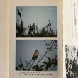 画像6: 香川の野鳥 市民文庫シリーズ11 山本正幸 昭和59年 高松市役所 (6)
