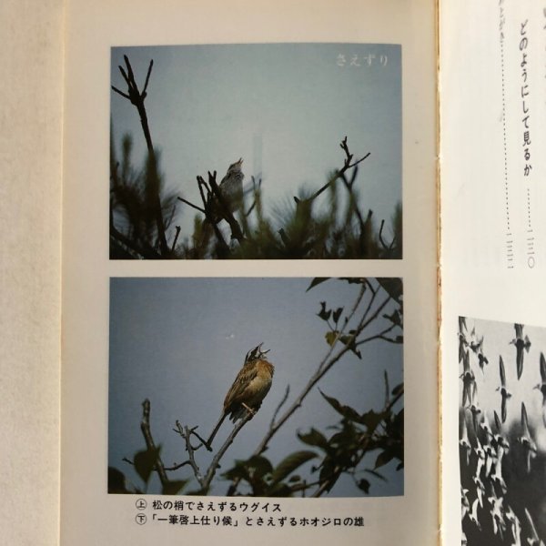 画像6: 香川の野鳥 市民文庫シリーズ11 山本正幸 昭和59年 高松市役所 (6)