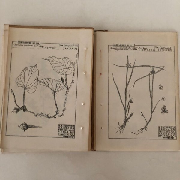 画像5: 香川県 野生植物図集 VOL.8 草本篇（6）1976年 香川県大手前高等（中）学校生物部 香川県 (5)