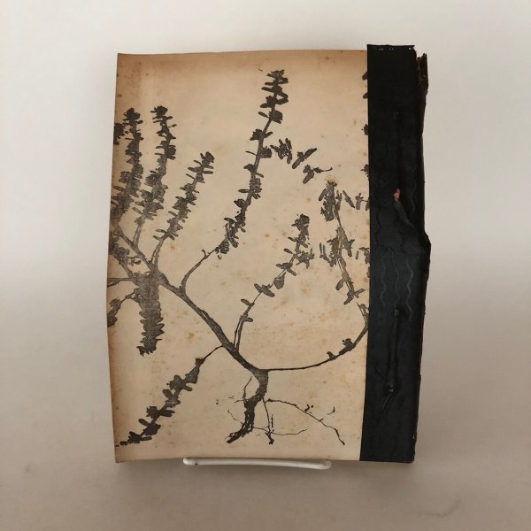 画像2: 香川県 野生植物図集 VOL.8 草本篇（6）1976年 香川県大手前高等（中）学校生物部 香川県 (2)