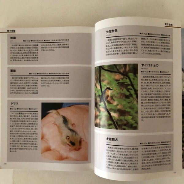 画像5: 高知県 文化財ハンドブック 平成8年 高知県教育委員会 財団法人高知県文化財団 (5)