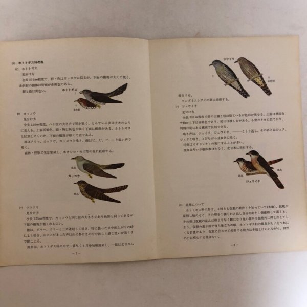 画像5: 県民鳥 ホトトギス 香川県環境保健部自然保護課 香川県 (5)