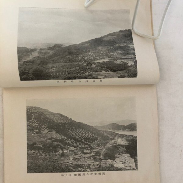 画像6: 西宇和の果物 昭和12年 得能彰 伊予西宇和果物同業組合 愛媛県 (6)