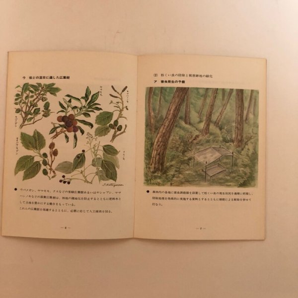 画像7: 屋島の施業 1972年 高知営林局 香川県 (7)