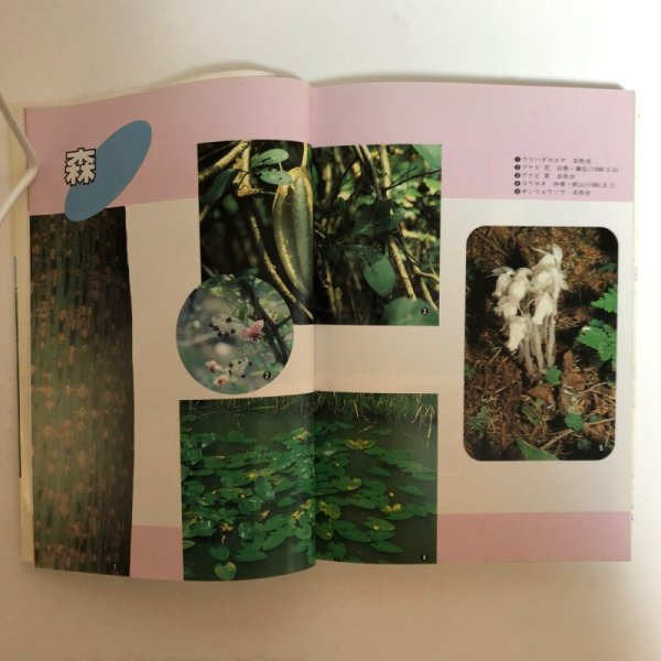 画像5: 香川の自然と植物 市民文庫シリーズ(16) 高松市図書館 平成2年 索引付き 香川県 (5)