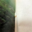 画像8:  栗林園 昭和56年 帯包忠文 香川県 (8)