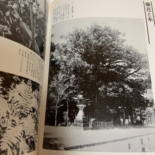 画像10: 写真集 明治 大正 昭和 神宮・熊野 ふるさとの想い出 木田泰夫 国書刊行会 昭和55年 (10)